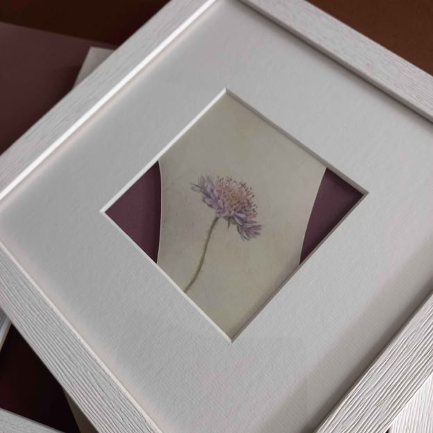 Knautia arvensis being framed.