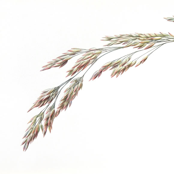 Botanische kunst, botanical art, Sophie Crossart. Meadow soft grass. 