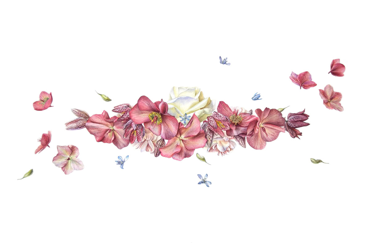 Botanical art, botanische kunst, We are the universe, Sophie Crossart. Milky Way. Watercolor. Botanical Art.