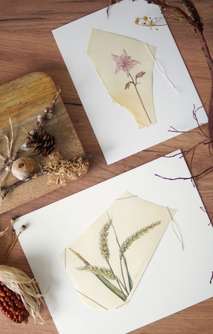 What remains, watercolour on vellum, Sophie Crossart.