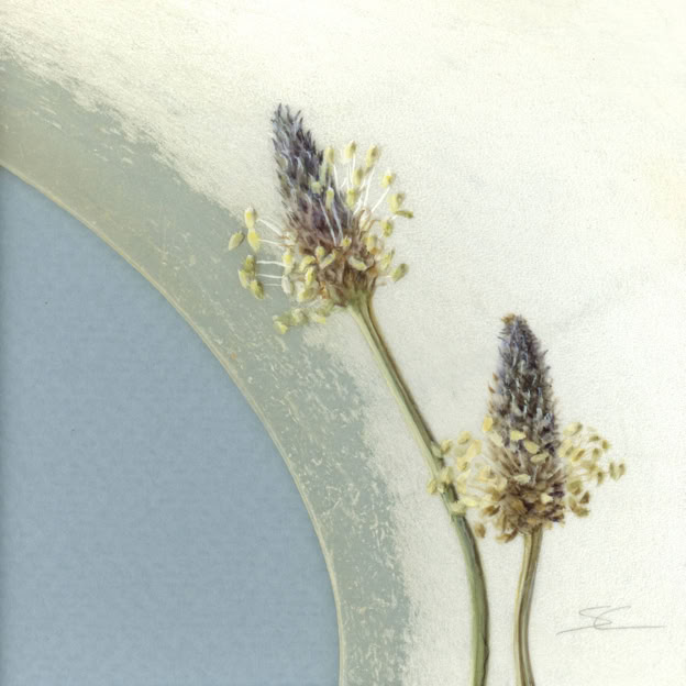 Plantago lanceolata, watercolour on vellum, 22 x 22 cm (framed size), 2026. 