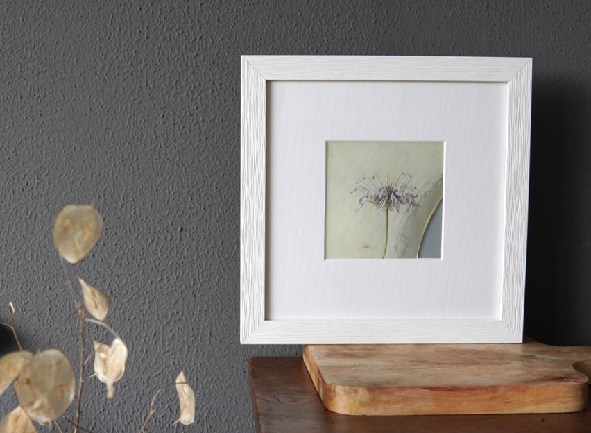 Monarda bradburiana, watercolour on vellum, 22 x 22 cm (framed size), 2026. 