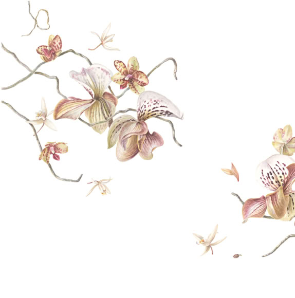 Botanical art, botanische kunst Panspermia, Sophie Crossart. The Universe is Change. Watercolor. Botanical Art.