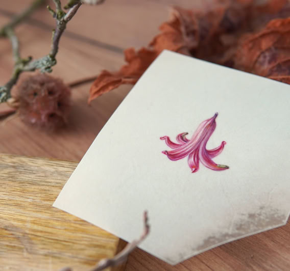 What remains, watercolour on vellum, Sophie Crossart.