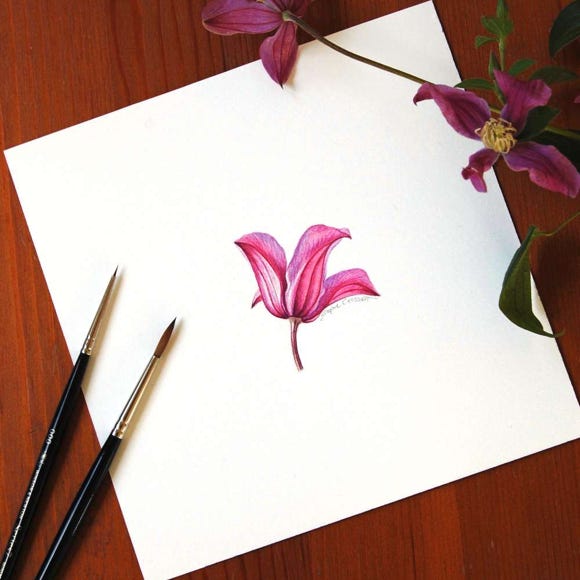 Botanical art and illustration. Botanische Kunst. Sophie Crossart. Clematis.