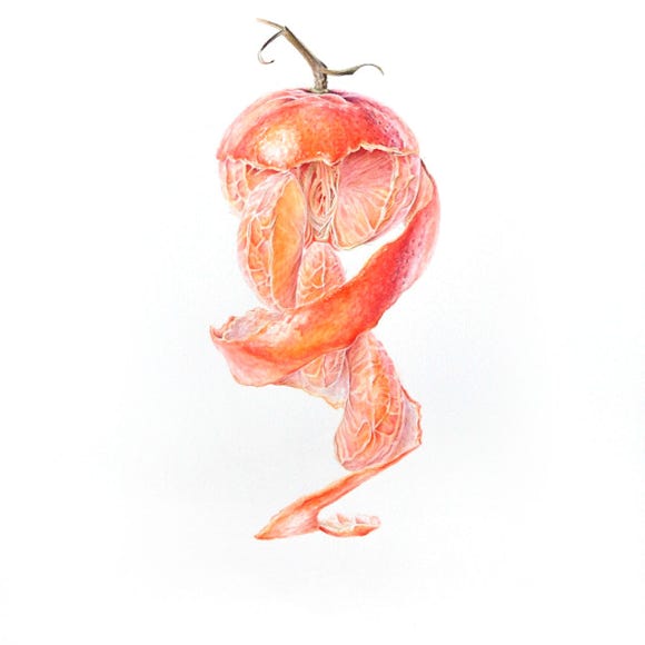 Botanische kunst, botanical art, Sophie Crossart. Clementine