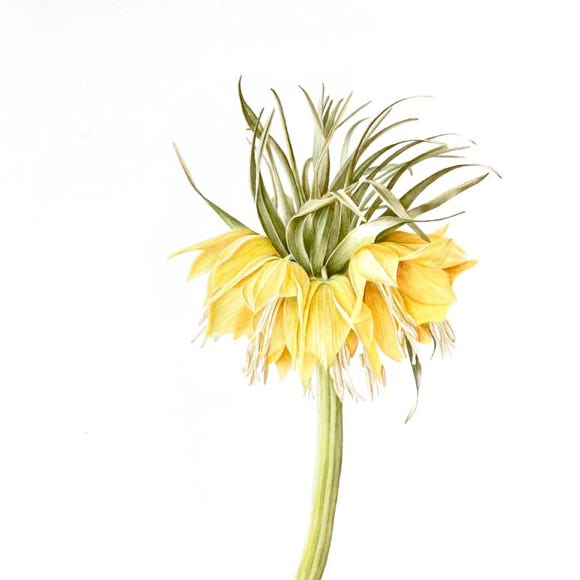 Botanische kunst, botanical art, Sophie Crossart. Fritillaria imperialis. 