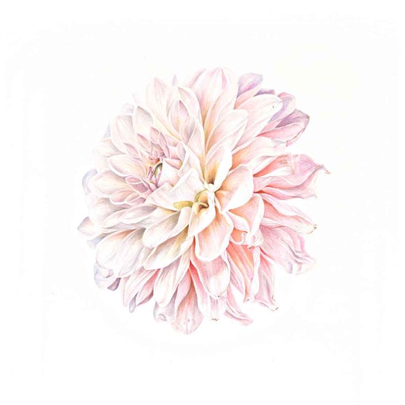 Botanische kunst, botanical art, Sophie Crossart. Dahlia. Pink. 