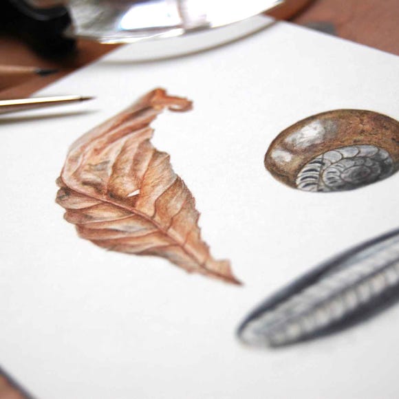 Botanical art and illustration. Botanische Kunst. Sophie Crossart. Fossils and Leaf.