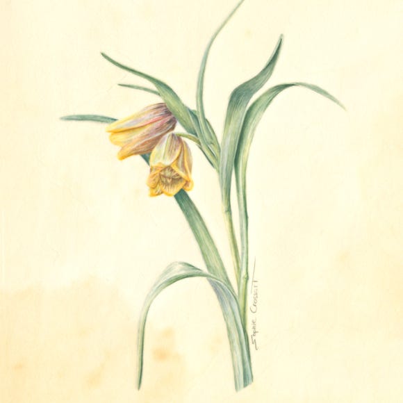 Botanical art and illustration. Botanische Kunst. Sophie Crossart. Fritillaria uva-vulpis. 