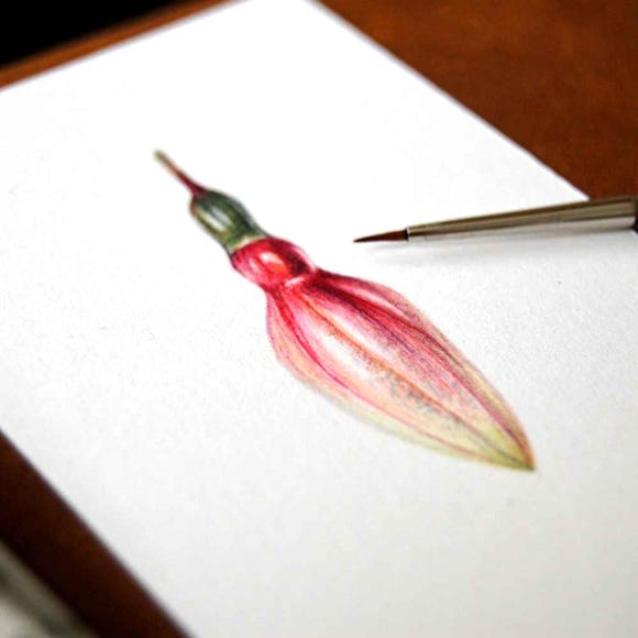 Botanical art and illustration. Botanische Kunst. Sophie Crossart. Fuchsia Bud.