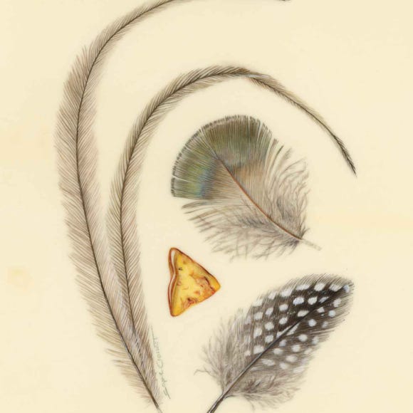 Botanical art and illustration. Botanische Kunst. Sophie Crossart. Feathers and Amber. 