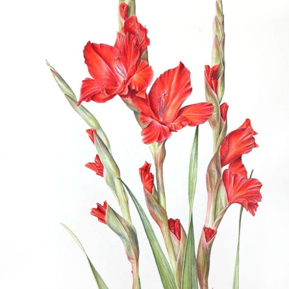 Botanische kunst, botanical art, Sophie Crossart. Gladioli. 