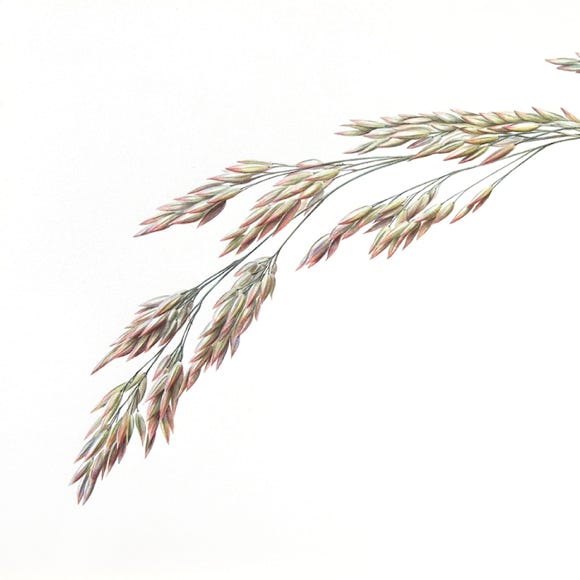 Botanische kunst, botanical art, Sophie Crossart. Meadow soft grass. 