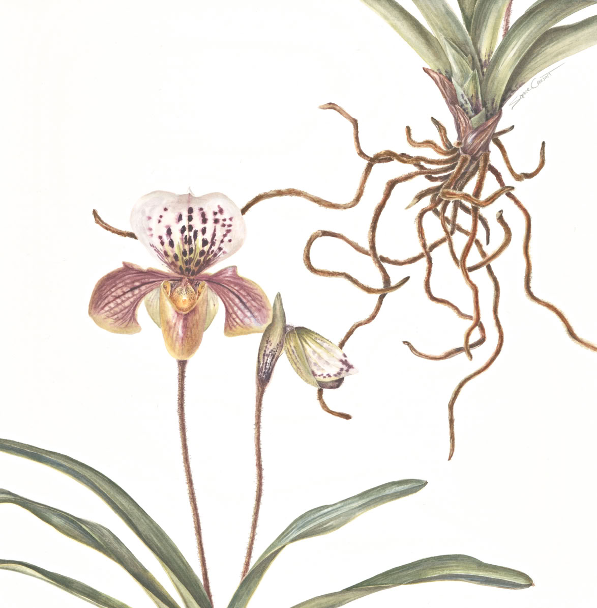 Botanische kunst, botanical art, Sophie Crossart. Gladioli. 