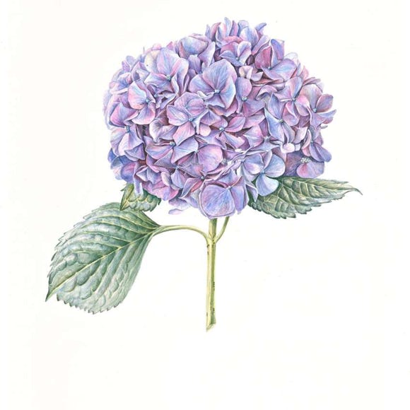 Botanische kunst, botanical art, Sophie Crossart. Hydrangea.