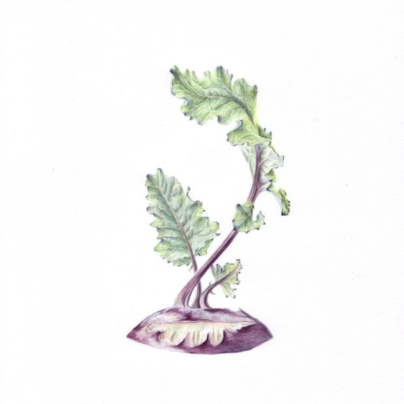 Botanische kunst, botanical art, Sophie Crossart. Kohlrabi Top. 
