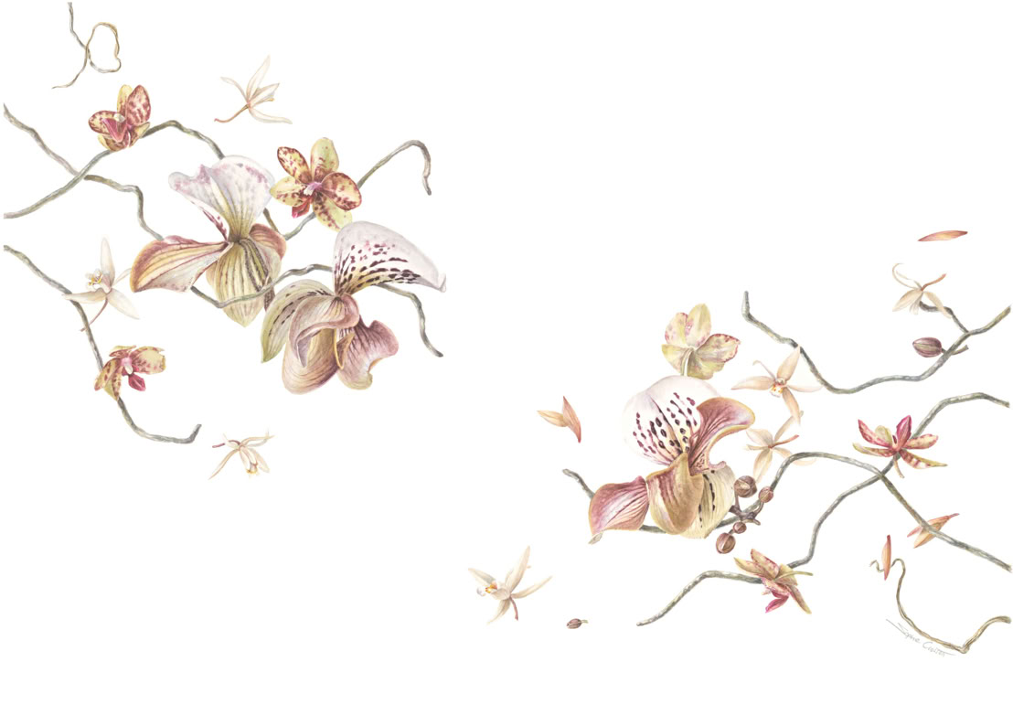 Botanical art, botanische kunst Panspermia, Sophie Crossart. The Universe is Change. Watercolor. Botanical Art.