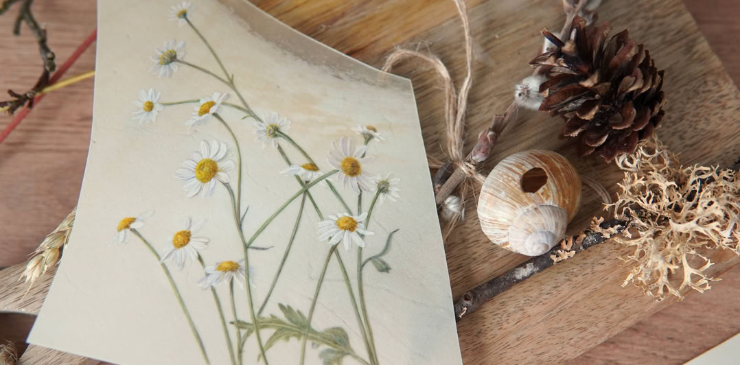 What remains, watercolour on vellum, Sophie Crossart.