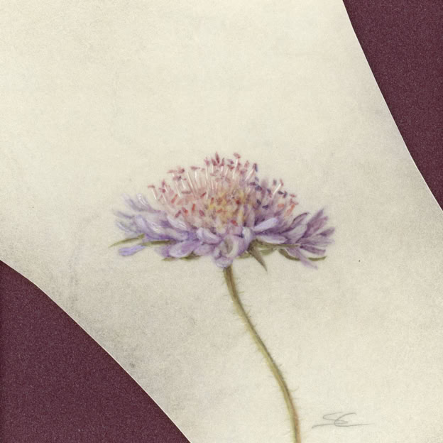 Knautia arvensis, watercolour on vellum, 22 x 22 cm (framed size), 2026. Private collection.