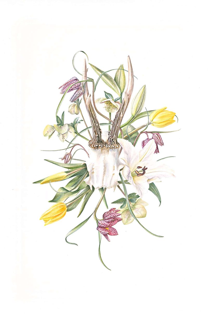 Botanical art, botanische kunst, Memento Mori I, 57 x 38 cm, Watercolour on Paper, 2021.