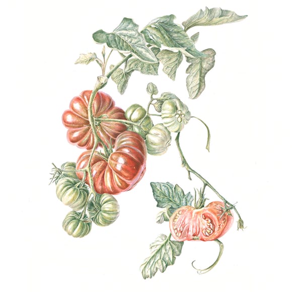 Botanische kunst, botanical art, Sophie Crossart. Calabash tomatoes. 