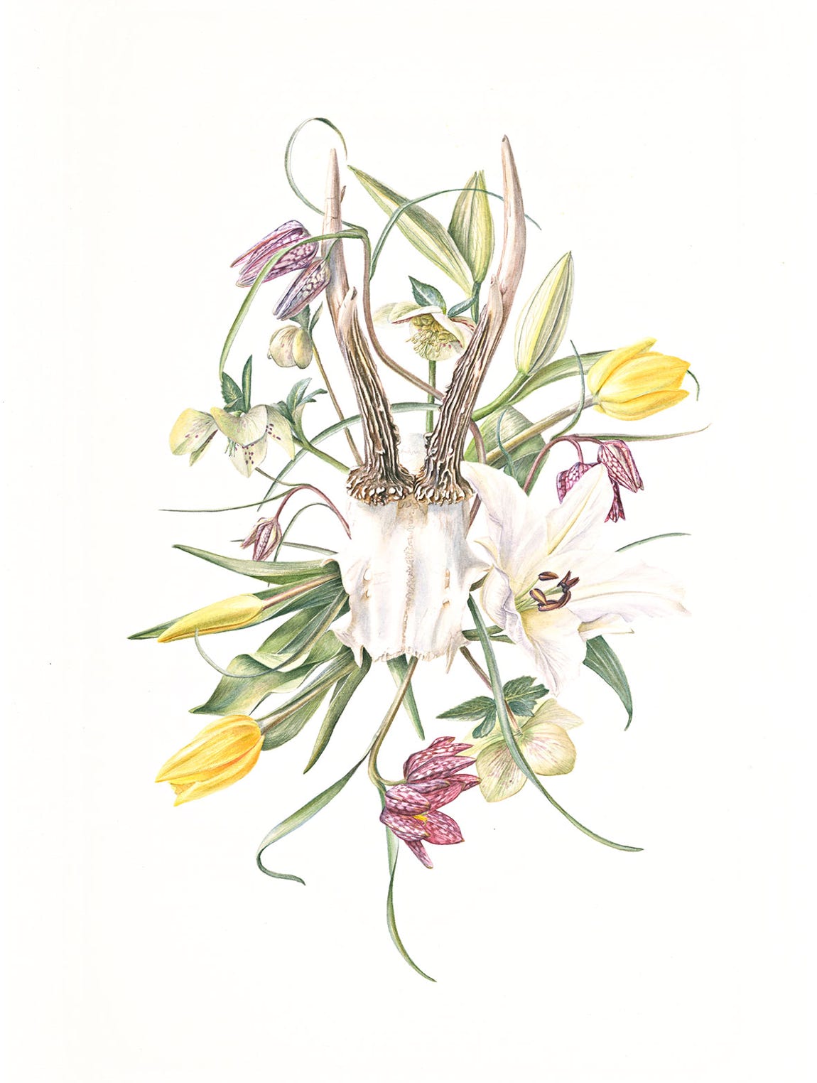 Botanical art and illustration. Botanische Kunst. Sophie Crossart, Memento Mori I, Botanical Art