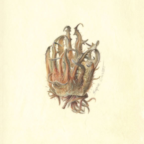 Botanical art and illustration. Botanische Kunst. Sophie Crossart. Turkish Hazel. Vellum.