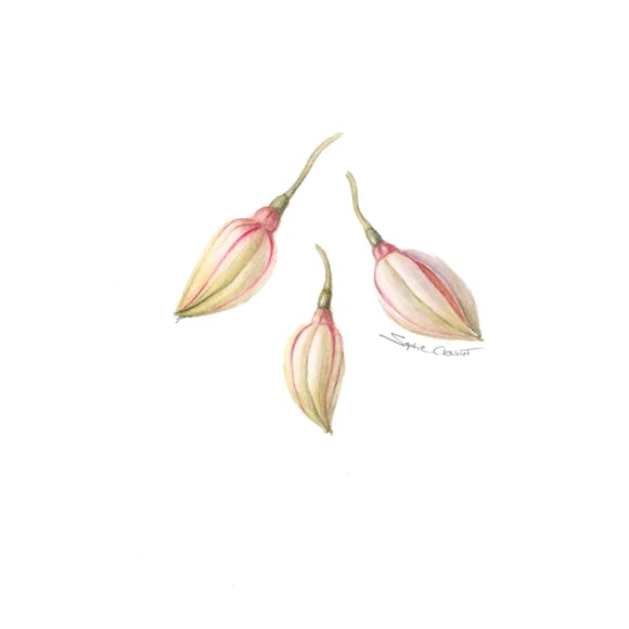 Botanical art and illustration. Botanische Kunst. Sophie Crossart. ZZ Plant Seed.