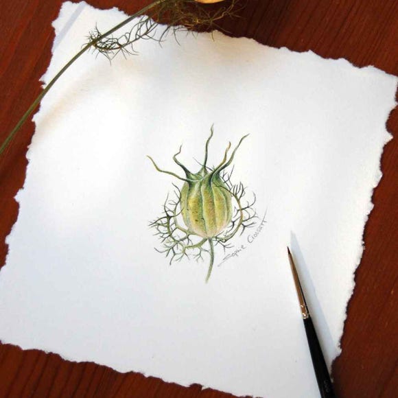 Sophie Crossart. Botanical art and illustration. Botanische Kunst. Nigella Seed Pod. Watercolour on paper. 15 x 15 cm, 2021. 