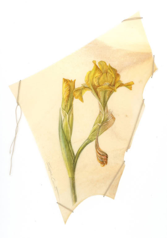 Resurrection's promise, watercolour on vellum, linen yarn on museum board, 21 x 31 cm, 2024. 