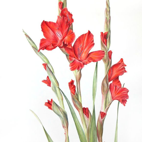 Botanische kunst, botanical art, Sophie Crossart. Gladioli. 