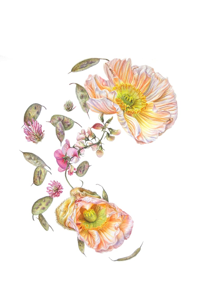 Botanical art, botanische kunst, Panspermia, Sophie Crossart. Antennae Galaxies. Watercolor. Botanical Art.