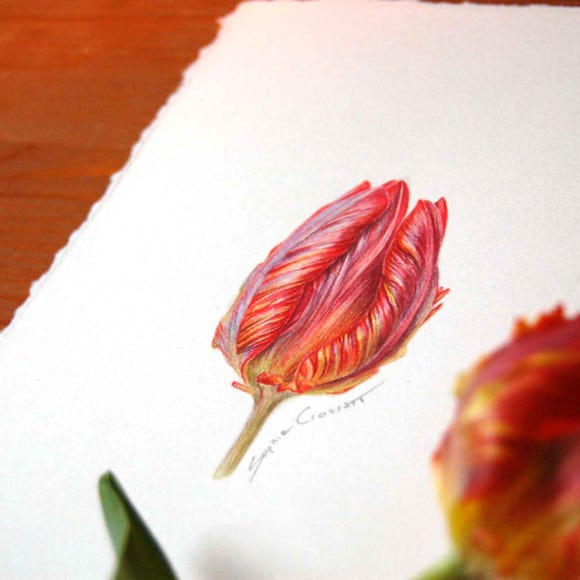 Botanical art and illustration. Botanische Kunst. Sophie Crossart. Tulip. Blumex parrot. 