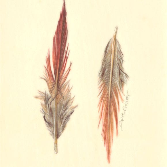 Botanical art and illustration. Botanische Kunst. Sophie Crossart. Pheasant feathers. Vellum. 
