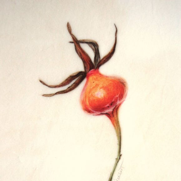 Botanical art and illustration. Botanische Kunst. Sophie Crossart. Rose Hip. Vellum.