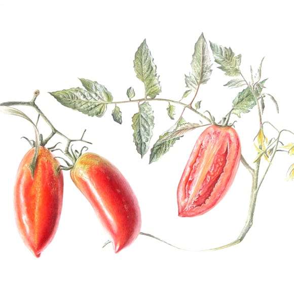 Botanische kunst, botanical art, Sophie Crossart. San Marzano tomatoes. 
