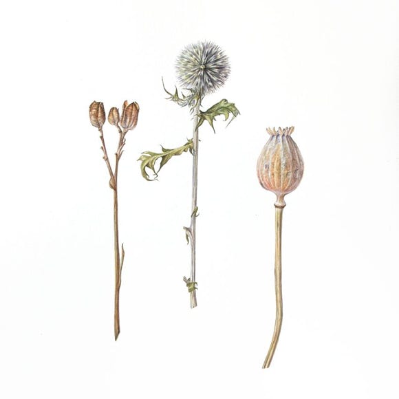Botanische kunst, botanical art, Sophie Crossart. Seedheads. 