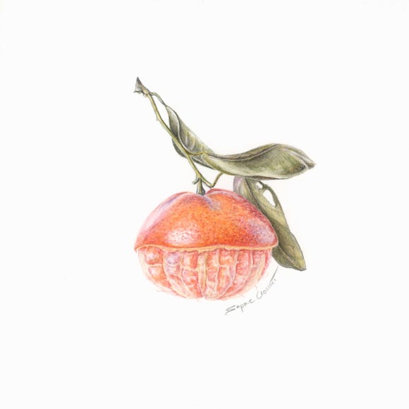 Botanical art and illustration. Botanische Kunst. Sophie Crossart. Clementine.