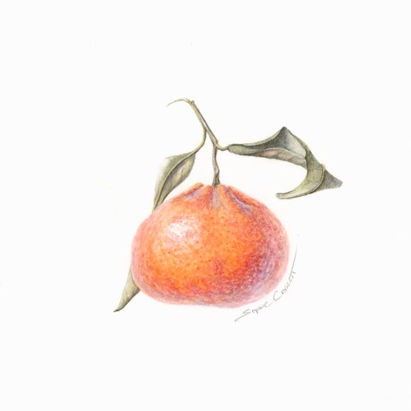 Botanical art and illustration. Botanische Kunst. Sophie Crossart. Clementine. 