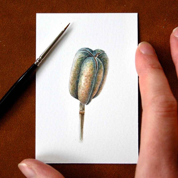 Botanical art and illustration. Botanische Kunst. Sophie Crossart. Fritillaria Seed Pod.