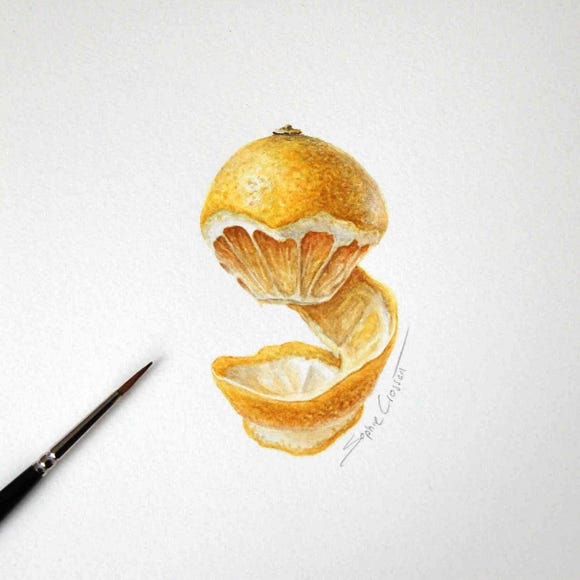 Botanical art and illustration. Botanische Kunst. Sophie Crossart. Lemon.