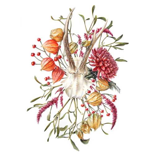 Sophie Crossart, Poppy, Antennae Galaxies, Botanical Art, Botanical painting