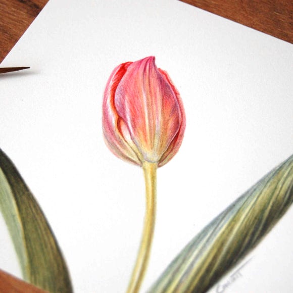 Botanical art and illustration. Botanische Kunst. Sophie Crossart. Tulip.