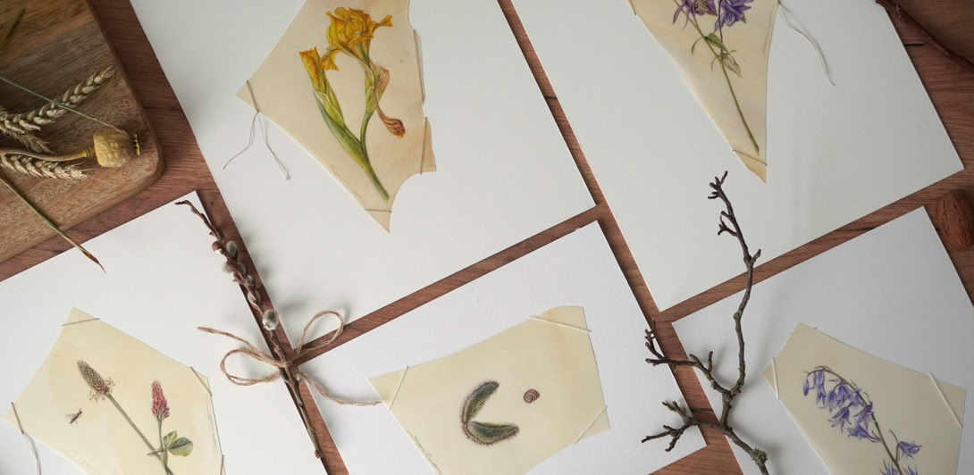 What remains, watercolour on vellum, Sophie Crossart.