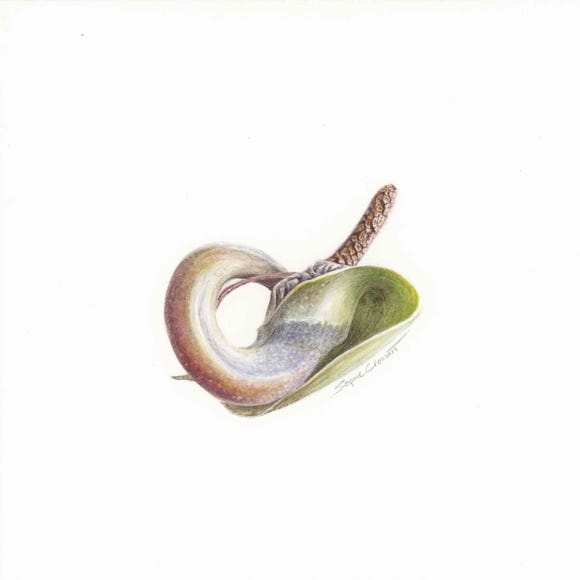 Botanical art and illustration. Botanische Kunst. Sophie Crossart. ZZ Plant Seed.